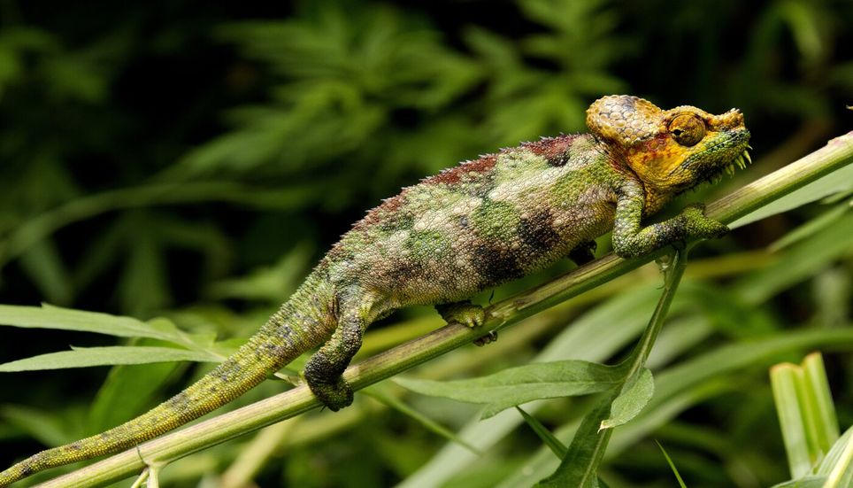 Les reptiles, particulièrement vulnérables
