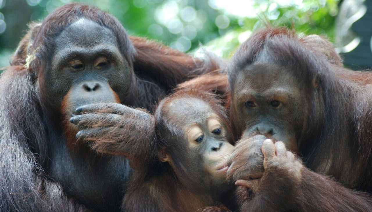 Orang-Utans greifen lieber zu Nahrungsmitteln, bei denen sie positive soziale Signale wahrnehmen, etwa von lachenden oder spielenden Artgenossen. Bild: Danielle Barnes/Unsplash