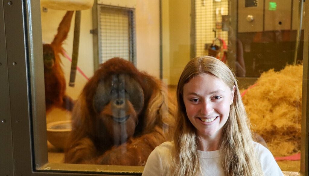 Die IU-Doktorandin Emma Nelson (im Bild) führte im Zoo von Indianapolis einen Teil der Lachforschung an einem der Orang-Utans durch. Bild: Zoo von Indianapolis