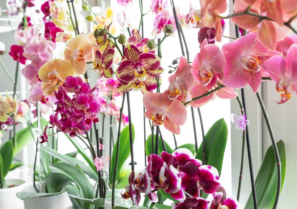 Orchidee: 7 trucchi per farle rifiorire