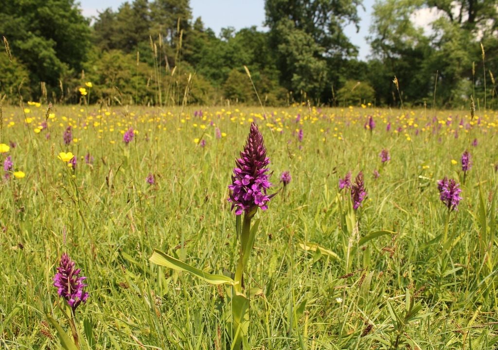 Le orchidee selvatiche sono un importante indicatore ecologico della qualità dell’ecosistema in cui si trovano