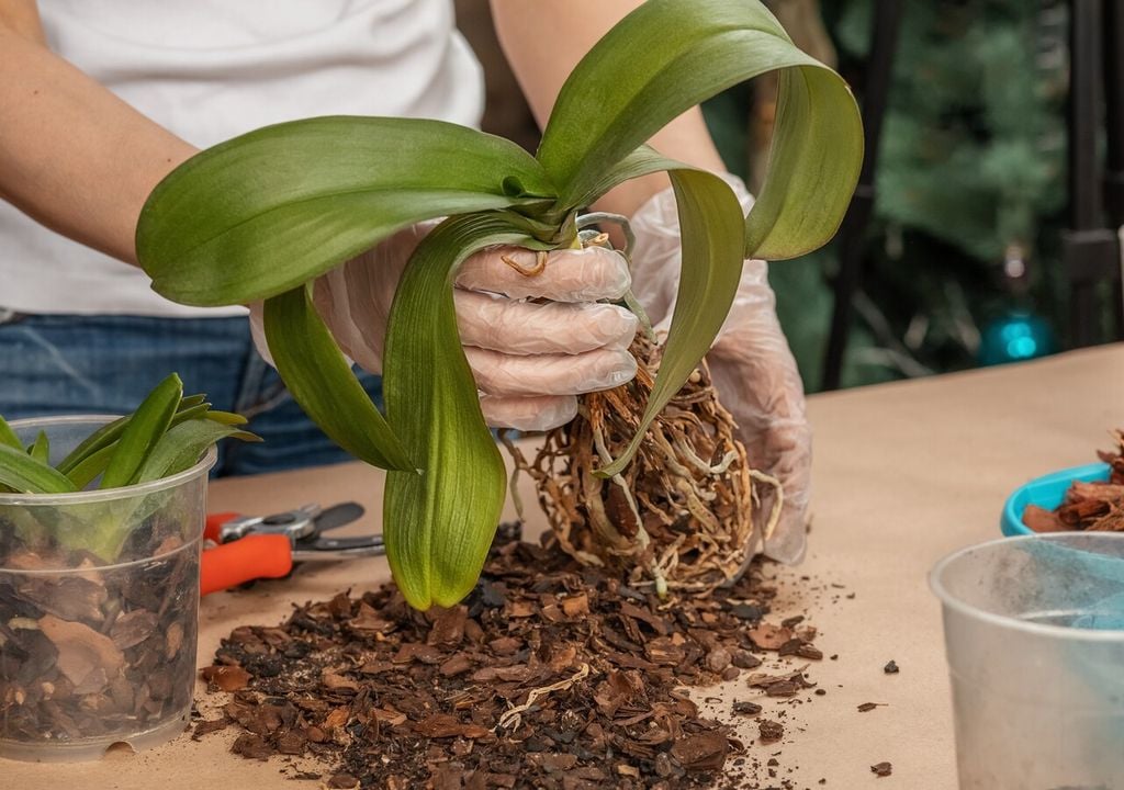 Il substrato ideale è costituito da corteccia di pino (bark) a pezzatura media, miscelata con sfagno o perlite