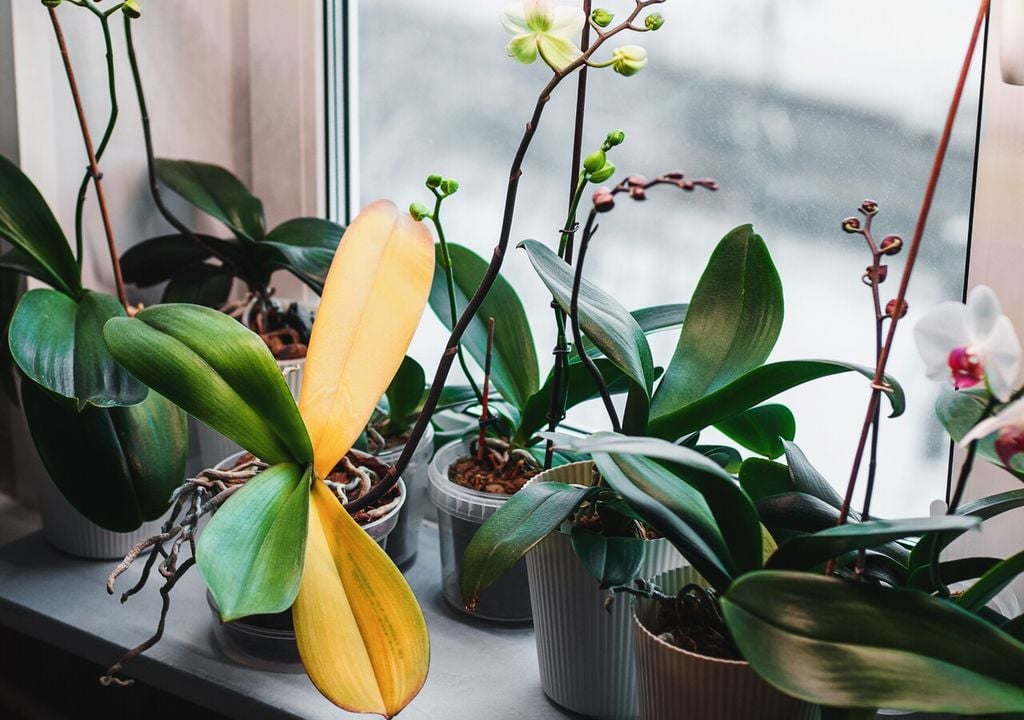 Foglie gialle nella Phalaenopsis possono indicare eccesso di acqua e ristagni radicali, ma anche luce troppo intensa o sbalzi termici; se l’ingiallimento riguarda solo la foglia più bassa, può trattarsi di naturale ricambio vegetativo