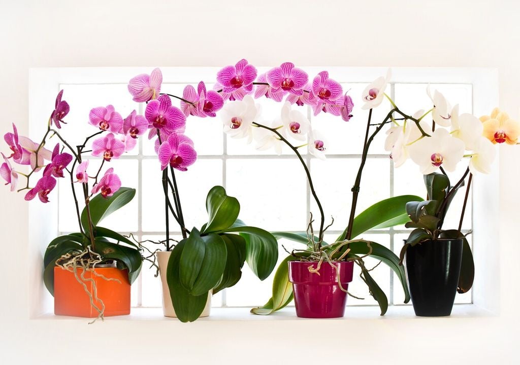 La vicinanza a una fonte di luce naturale, come una finestra, è fondamentale per la fioritura delle orchidee
