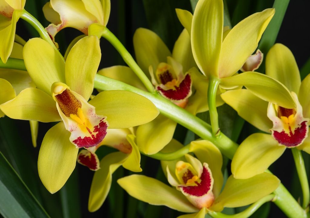 Dopo l'orchidea farfalla, l'orchidea Cymbidium è una delle orchidee ornamentali più diffuse e apprezzate