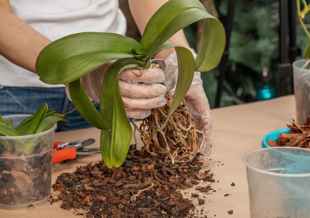 Wurzeln, Orchideen Sorten, Licht Wurzeln, Orchideen Sorten, Licht