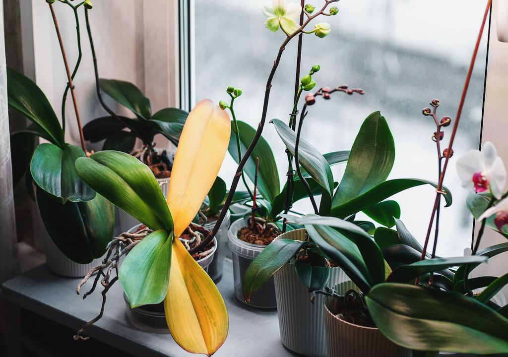 Orchideen lieben Licht! Orchideen lieben Licht!
