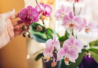 Orchideen: 5 Tipps zur Pflege dieser wunderschönen Pflanze