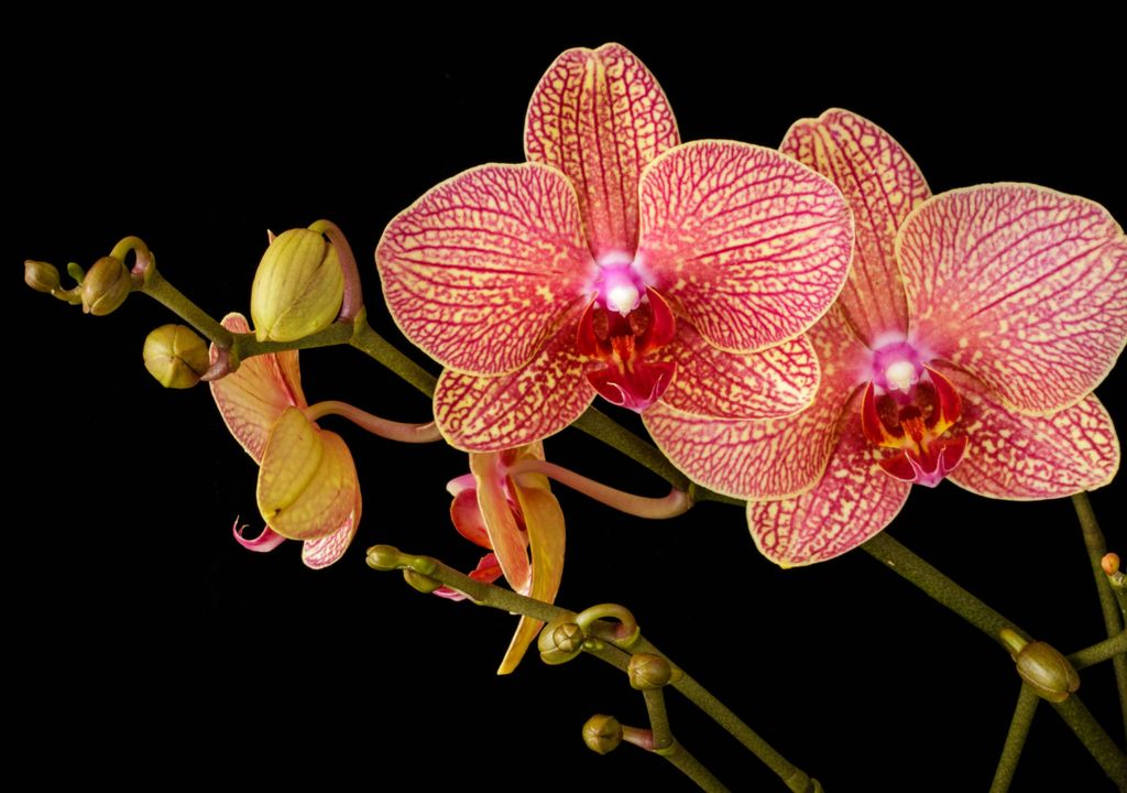 Orchids emerged as dinosaurs roamed the planet
