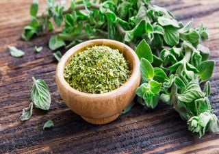 Conheça o orégão, a erva aromática que é considerada a "alegria das montanhas"