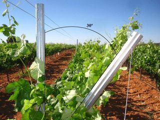 La orientación de las vides hacia el oeste mejora la composición del vino y permite la adaptación al cambio climático
