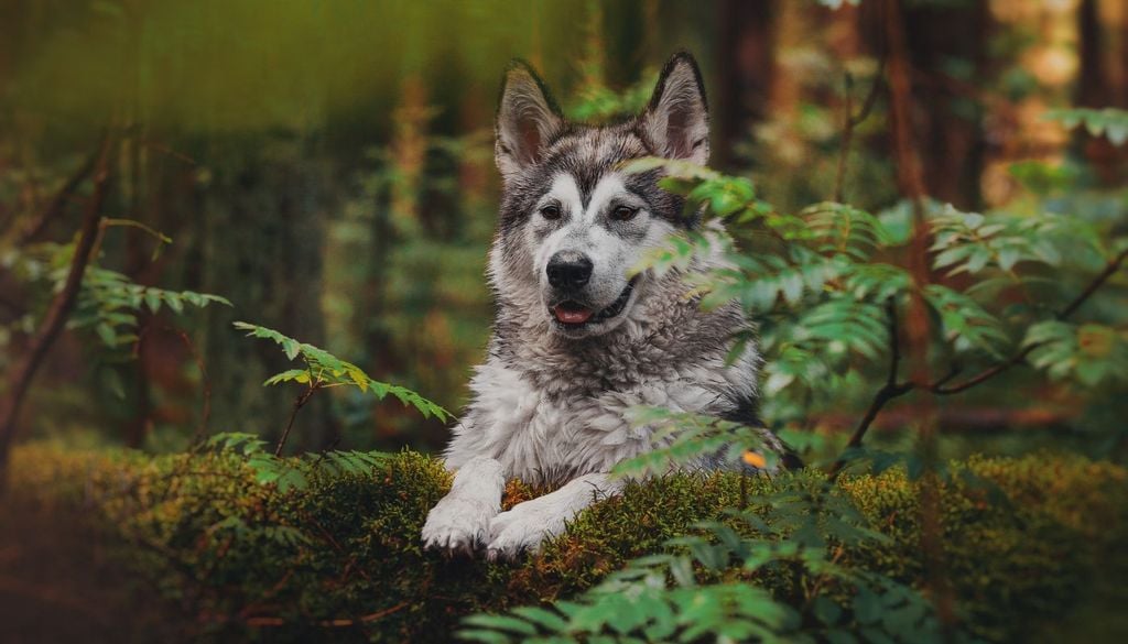 Il cane domestico, discendente dal lupo grigio, ha iniziato a differenziarsi dal suo antenato 40.000 anni fa