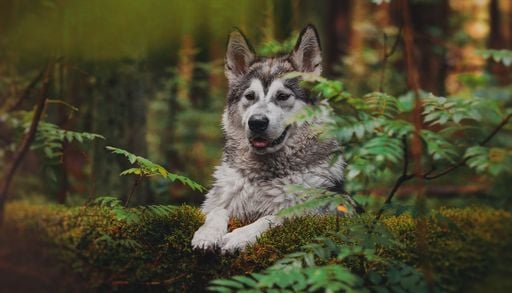 Origine del cane domestico: la scoperta italiana che pu&ograve; riscrivere la storia
