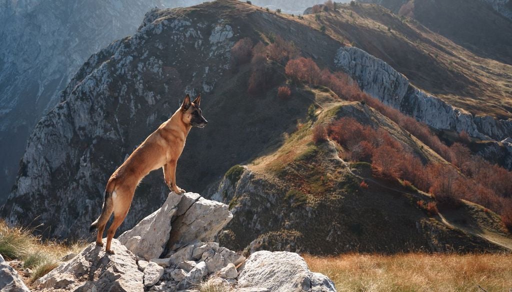 Fina dalla preistoria i cani accompagnavano l'uomo nell'esplorazione e nella caccia