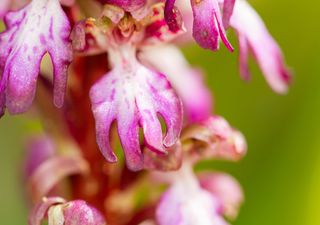 Orquídeas gigantes: uma novidade no Reino Unido!