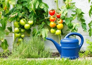 Calendario dell'orto: cosa piantare e raccogliere a luglio e come proteggere le colture da caldo e grandine