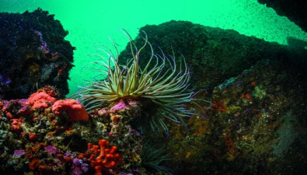 No Geoparque Algarvensis, a vida marinha expõe um ecossistema moldado ao longo de milhões de anos, onde a diversidade de espécies reflete a evolução do litoral algarvio. Foto: Vasco Célio/UNESCO