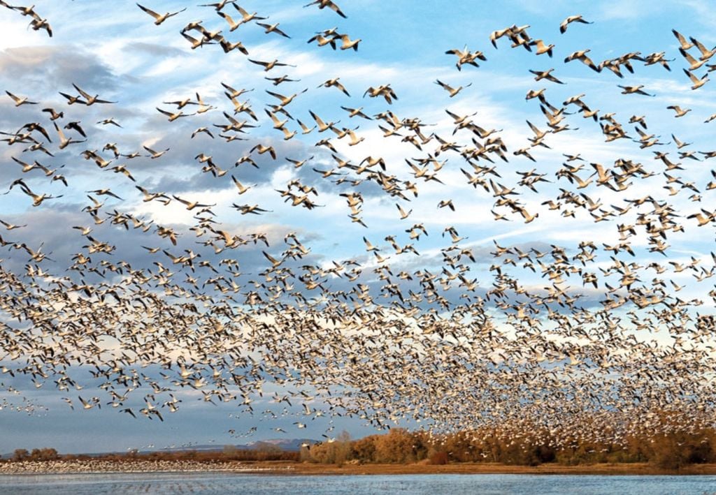 aves migratórias