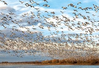 Os animais conseguem “prever” desastres naturais? Veja o que diz a ciência