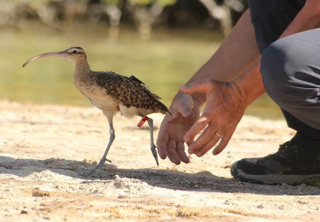 Pájaro con un dispositivo de seguimiento en su pata.