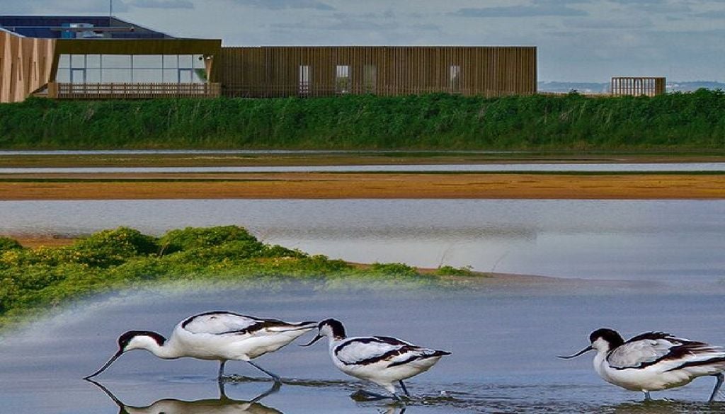 A Lezíria Grande é uma das mais importantes zonas húmidas da Europa para as aves aquáticas, com cerca de 200 espécies registadas. imagem: FENAREG