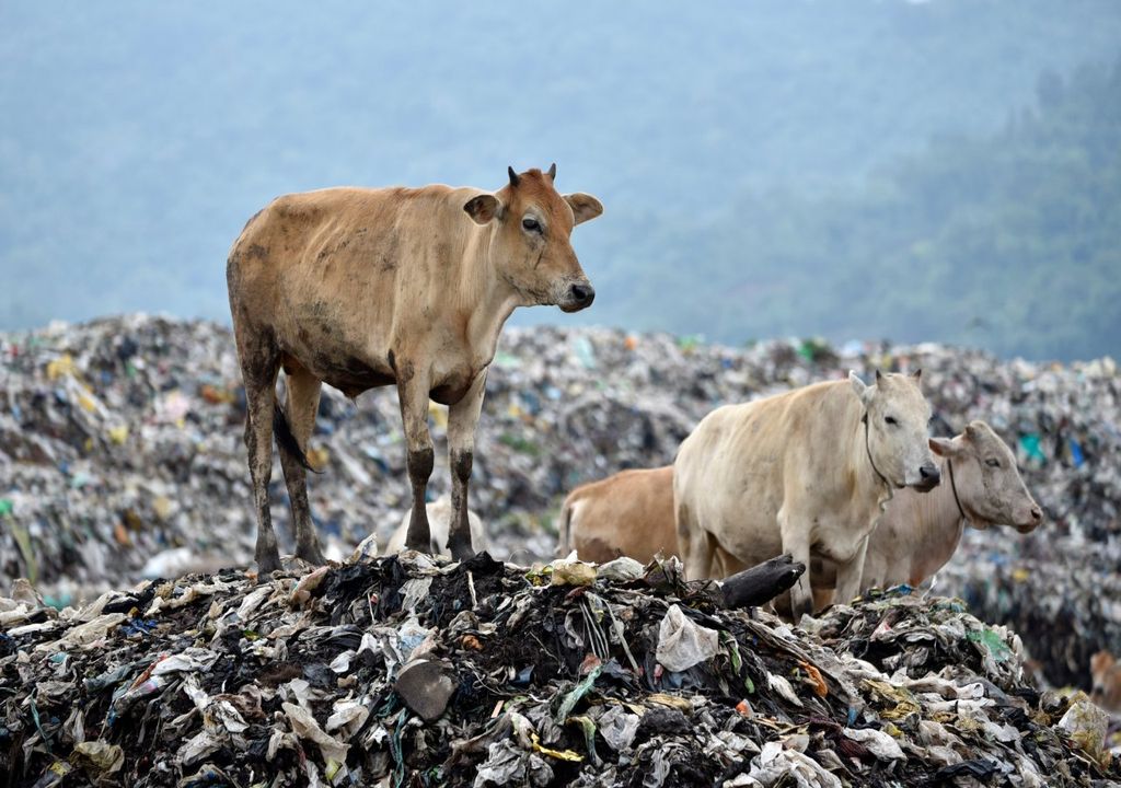 Donkeys in Kenya are dying from ingested plastic