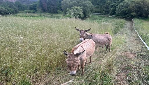 Os burros voltaram &agrave;s aldeias para fazer um trabalho que as m&aacute;quinas n&atilde;o conseguem