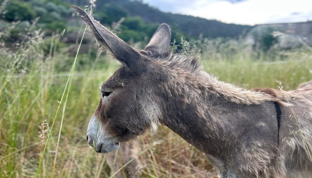 A cria Neemias simboliza uma nova geração de burros que volta a percorrer as paisagens rurais, agora como aliada na prevenção de incêndios. Foto: Clube das Antas
