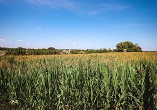 Os campos de milho desta aldeia portuguesa escondem uma praia intocada. Conseguirá encontrá-la? 