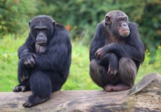 Los chimpancés podrían ser pensadores racionales, sugiere un nuevo estudio publicado en Science