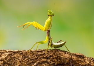 Os ciclos de vida de alguns insetos adaptam-se bem a um clima em mudança: outros, nem tanto