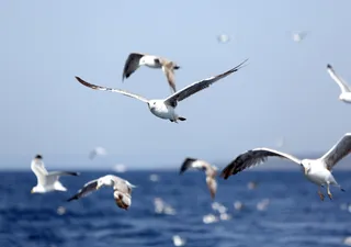 Scientists claim seagulls are "intelligent" and not "criminal"