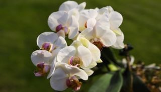 Os cientistas deixaram este campo agr&iacute;cola intocado e milhares de orqu&iacute;deas surgiram