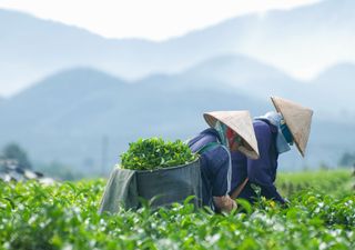 Les cultures de thé bientôt touchées par le changement climatique ?