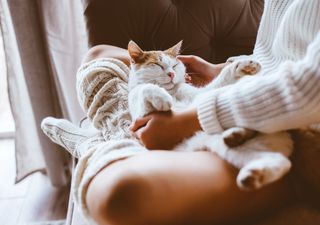 ¿Realmente les agradamos a los gatos o su cariño es una maniobra calculada?