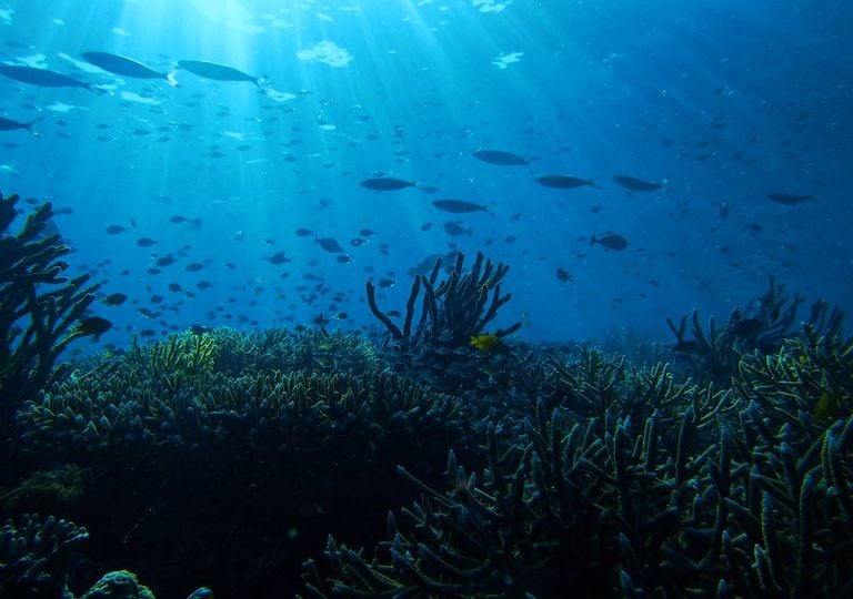 oceano fundo oceânico oceano fundo oceânico