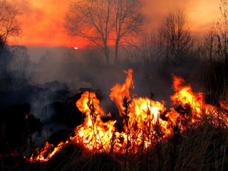 Incêndios florestais não são exclusividades do Brasil