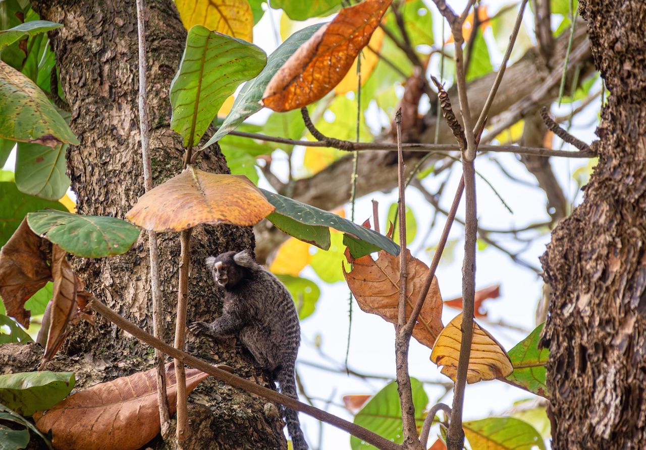 Novo estudo publicado na revista Science revela que os macacos-tití estabelecem linguagem como os humanos.