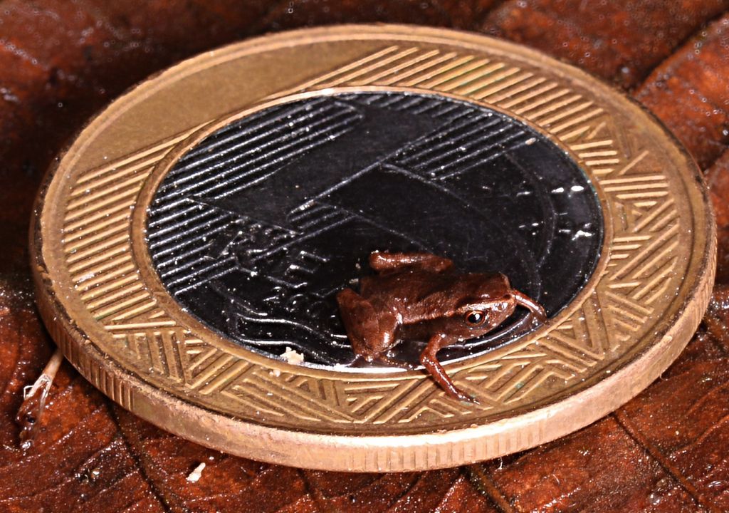 Brachycephalus pulex sobre uma moeda. Brachycephalus pulex sobre uma moeda.