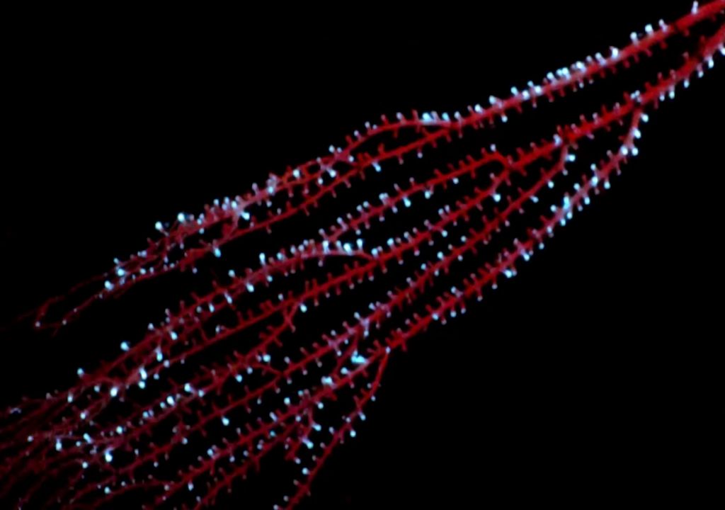 Ancestrais de corais bioluminescentes de águas profundas. Ancestrais de corais bioluminescentes de águas profundas.