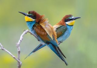 Réchauffement climatique : les oiseaux migrent vers le nord !