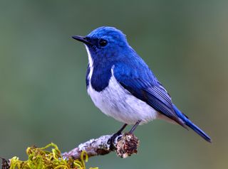 Os pássaros estão diminuindo de tamanho por causa do aquecimento global