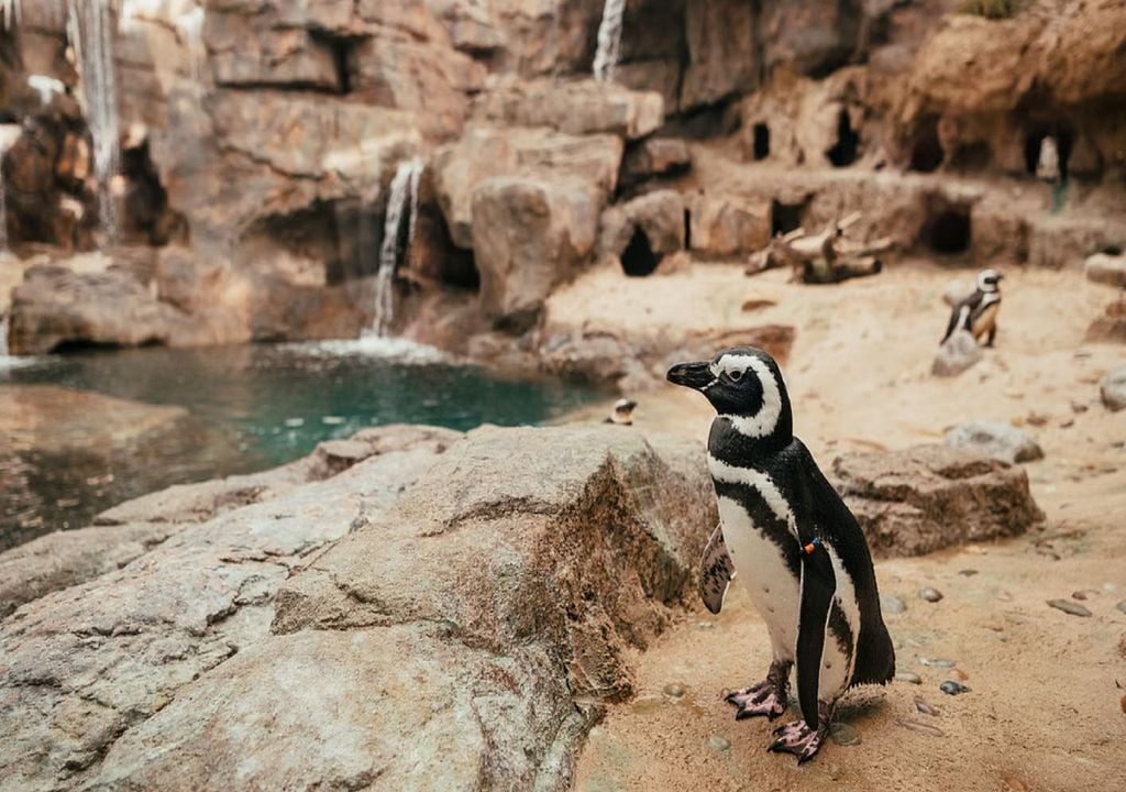 Pinguins-de-magalhães no Oceanário de Lisboa