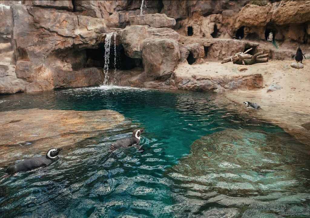 Pinguins-de-magalhães no Oceanário de Lisboa
