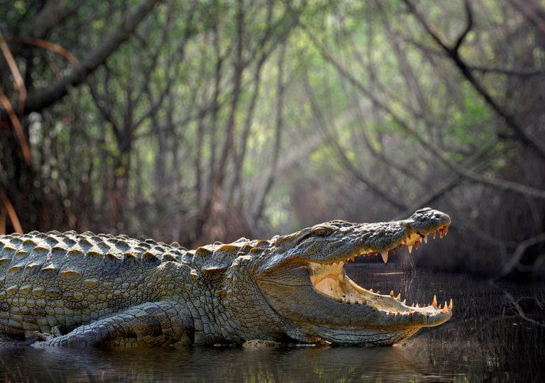 Os répteis do Triássico e a “zona morta tropical”