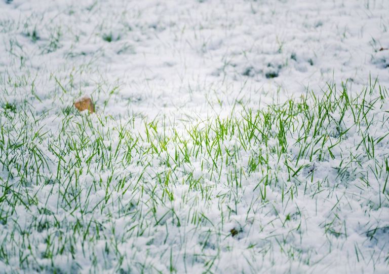 Neve relva culturas agrícolas arrasadas geadas tardias Europa Central Neve relva culturas agrícolas arrasadas geadas tardias Europa Central