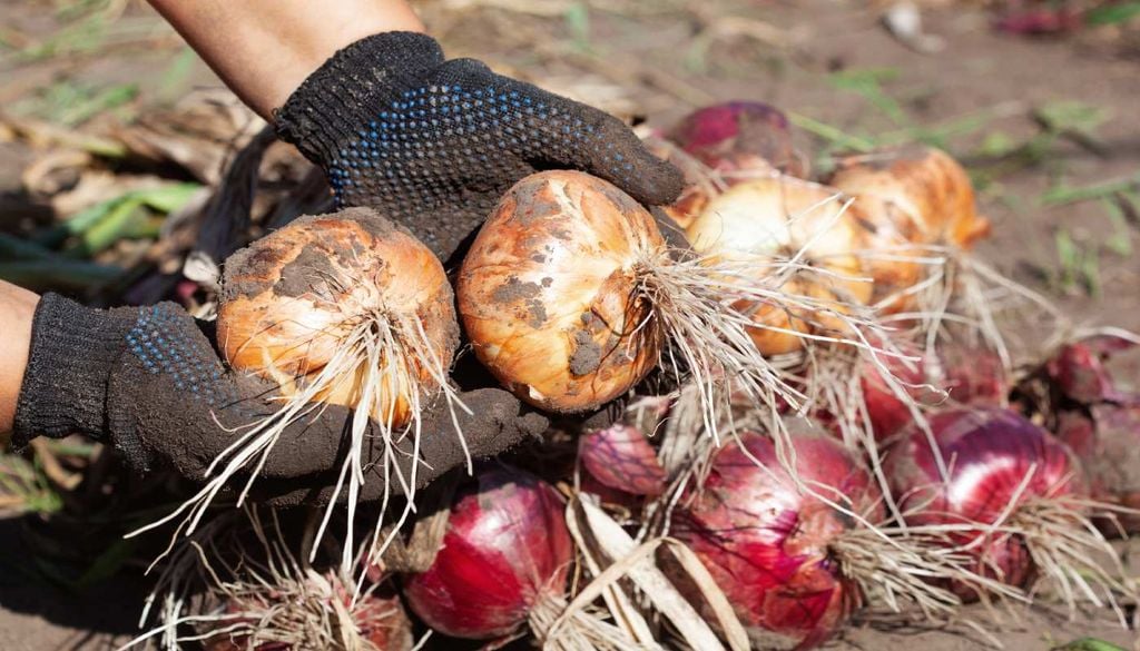 Cultivo Cultivada num solo fértil, bem drenado e com boa exposição solar, a cebola desenvolve bolbos de qualidade e proporciona colheitas abundantes.
