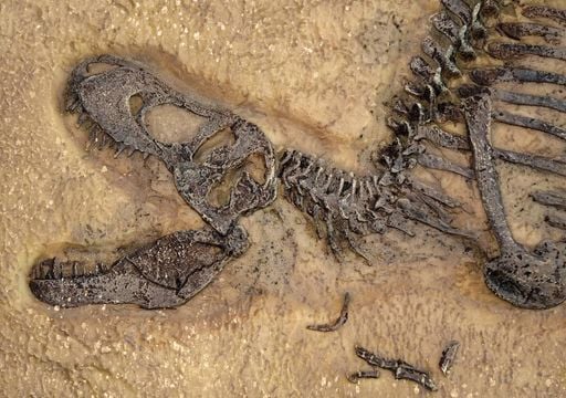 Ossos fossilizados revelam segredos de um mundo perdido, afirmam cientistas