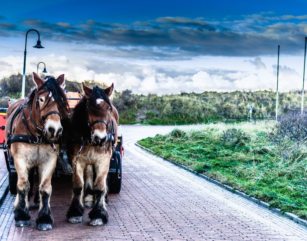 Juist Pferde Juist ist autofrei - auch das gehört zum besonderen Reiz der Insel. Foto: Olaf Schlenger/Adobe Stock