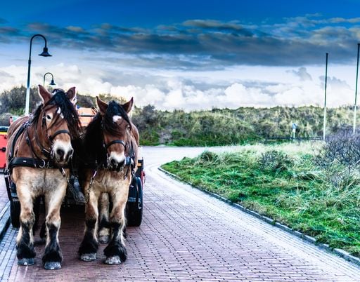 Ostfriesische Ostern: Kennen Sie diesen feurigen Fr&uuml;hlingsbrauch?